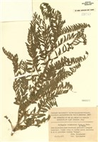 藏品(紫雲英屬)的圖片